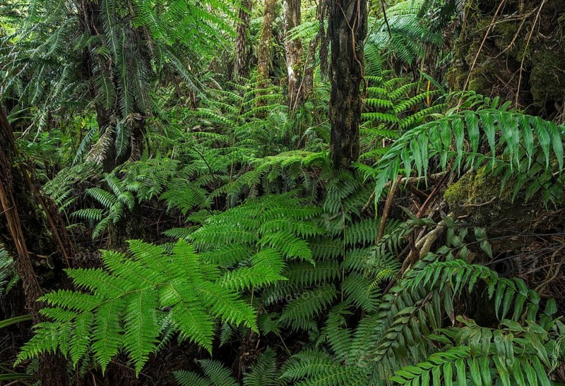 Giant ferns in dense rainforest