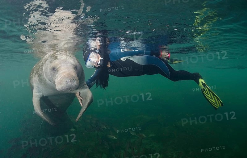 Snorkeler with a West Indian Manatee (Trichechus manatus)