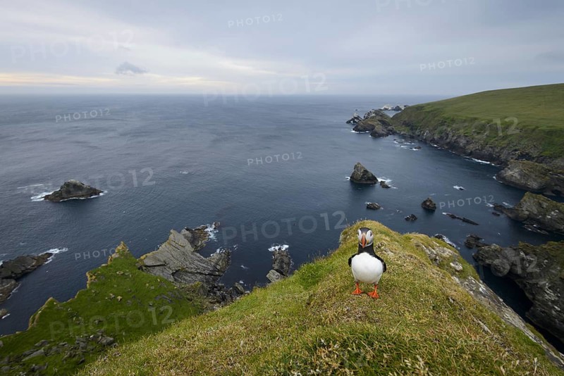 Atlantic Puffin (Fratercula arctica) adult