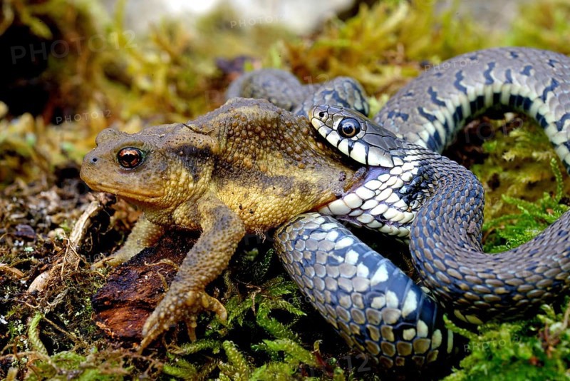 Barred grass snake (Natrix helvetica)