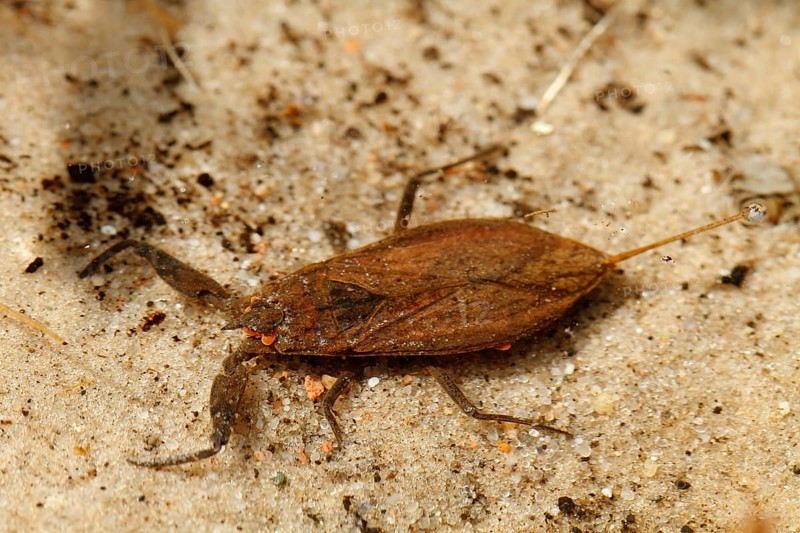Water scorpion (Nepa cinerea)