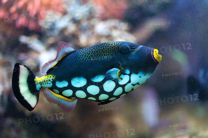 Clown Triggerfish