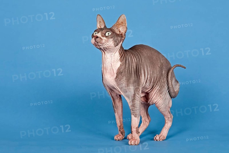 Canadian Sphynx cat