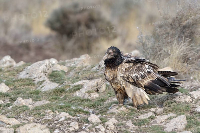 Young Lammergeier or Bearded Vulture (Gypaetus barbatus) at a bait place