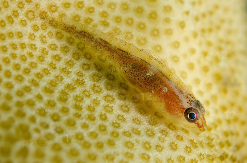 Common Ghost Goby (Pleurosicya mossambica)
