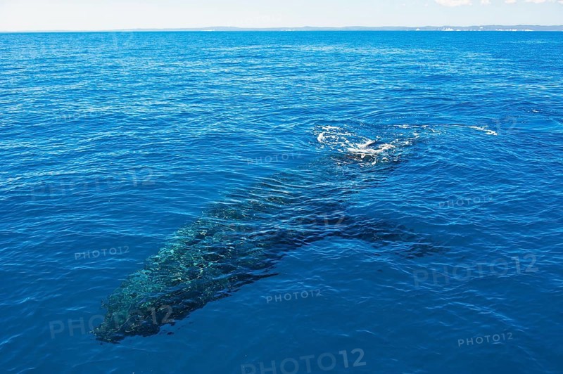 Humpback Whale (Megaptera novaeangliae)