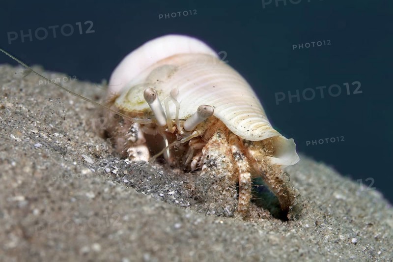 Hermit Crab (Dardanus sp.) on sandy ground