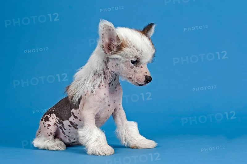 Chinese Crested Dog