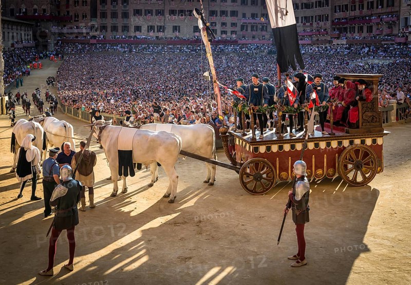 Bull carriage at the historical parade before the Palio di Siena horse race