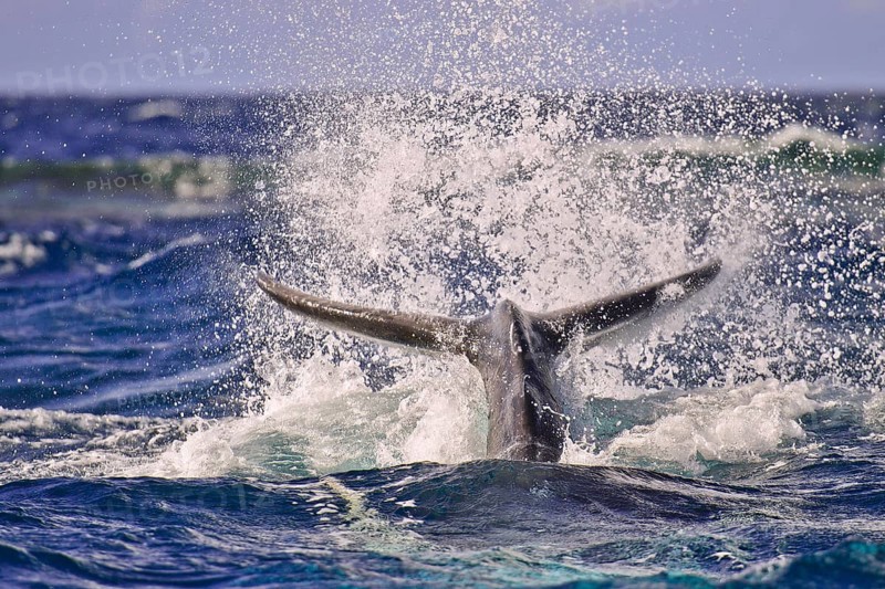 Humpback Whale (Megaptera novaeangliae)