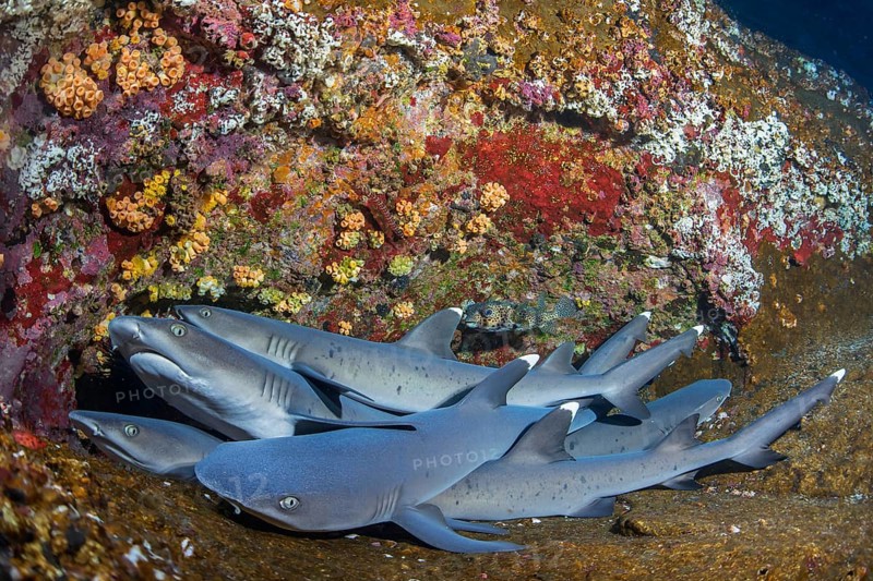 Whitetip Reef Sharks (Triaenodon obesus) at their resting place