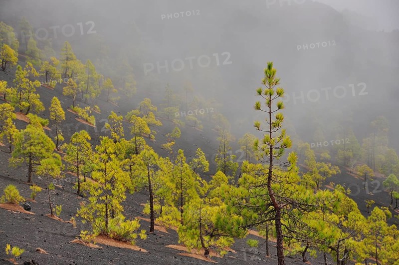 Canary Island Pines (Pinus canariensis)