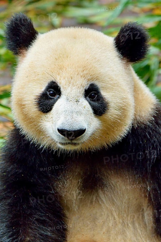Giant Panda (Ailuropoda melanoleuca)