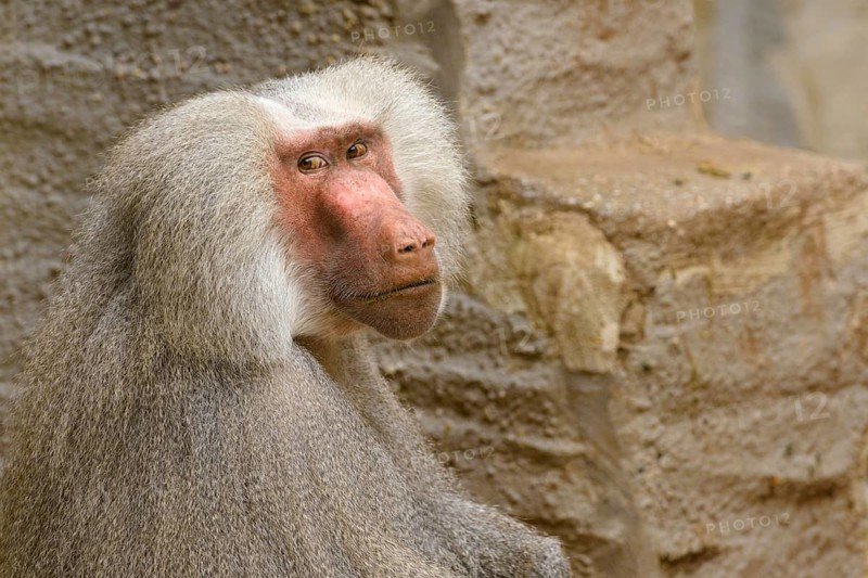 Hamadryas Baboon (Papio hamadryas)