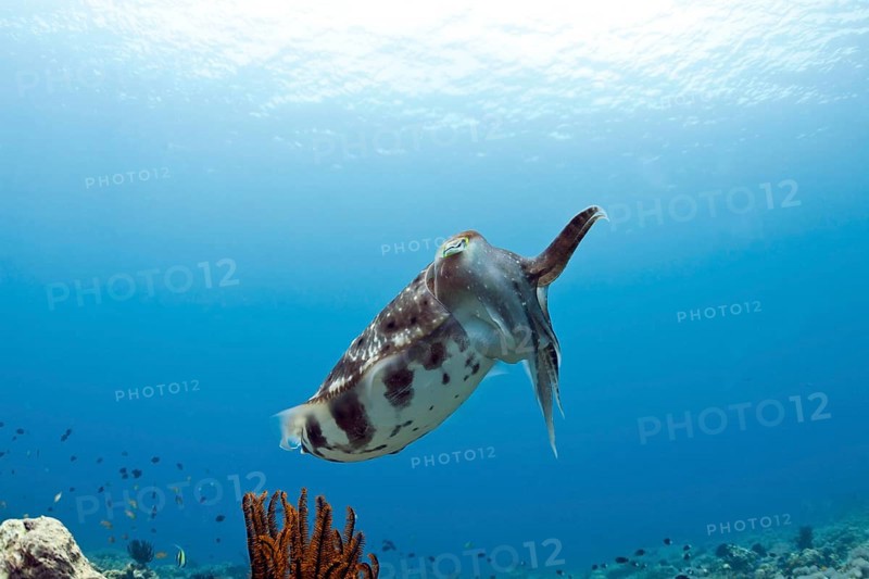 Broadclub cuttlefish (Sepia latimanus)