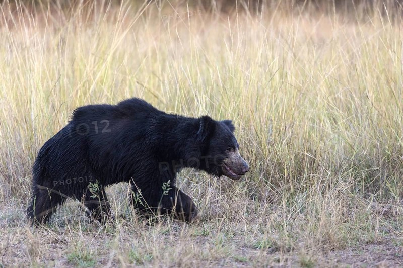 Sloth bear (Melursus ursinus)