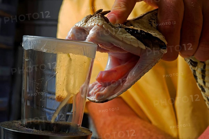 West african gaboon viper (Bitis rhinoceros)
