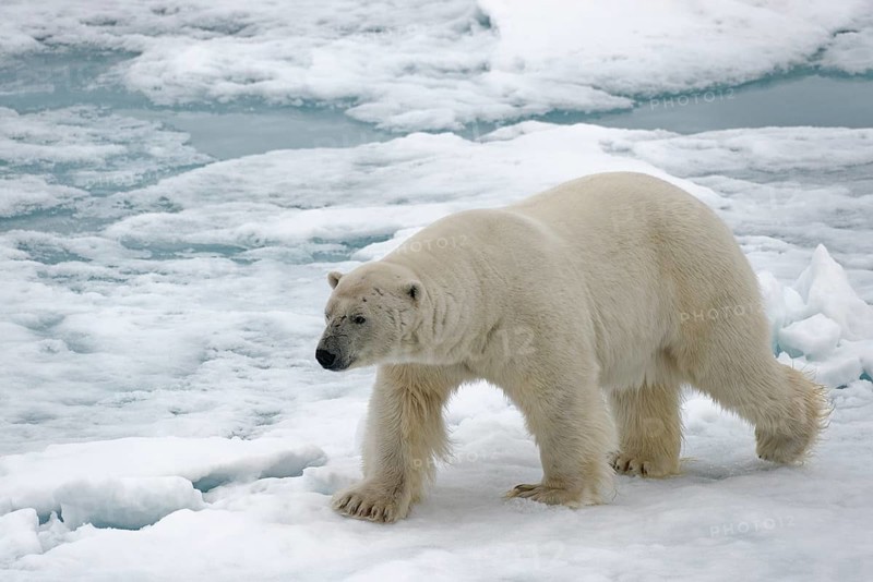 Polar bear (Ursus maritimus) running on ice floe