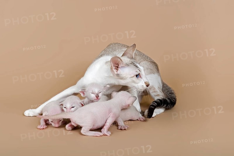Siamese kitten