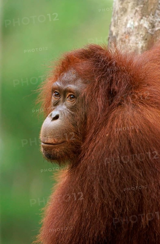 Bornean Orangutan (Pongo pygmaeus)