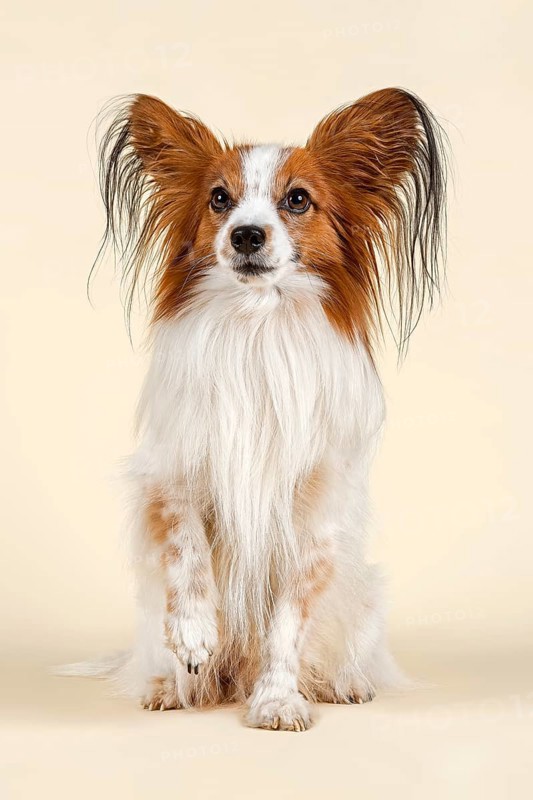 Papillon dog