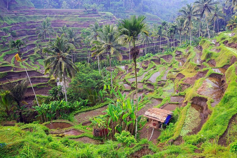 Rice terraces near Tegallalang