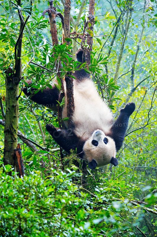 Giant Panda (Ailuropoda melanoleuca) hanging in a tree
