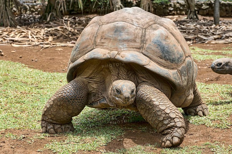 Aldabra giant tortoise (Aldabrachelys gigantea)