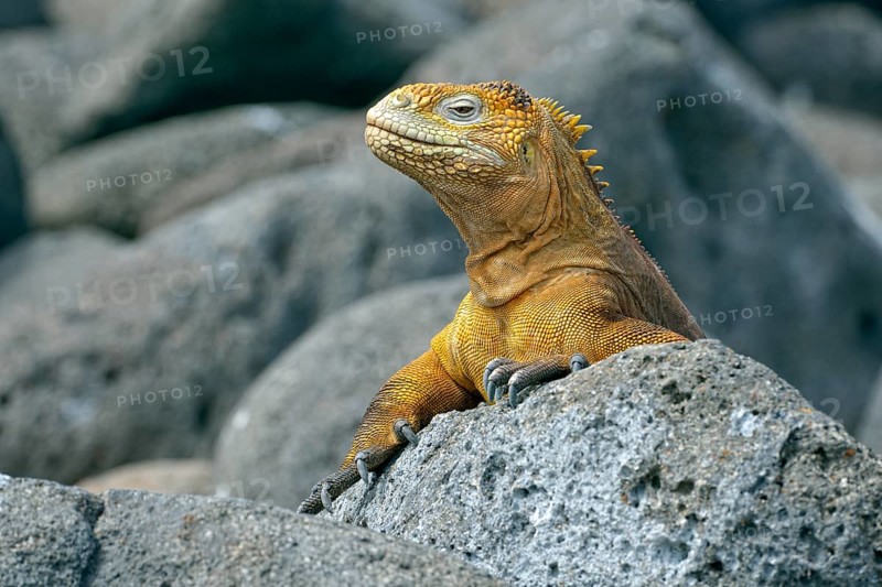 Galapagos land iguana (Conolophus subcristatus)