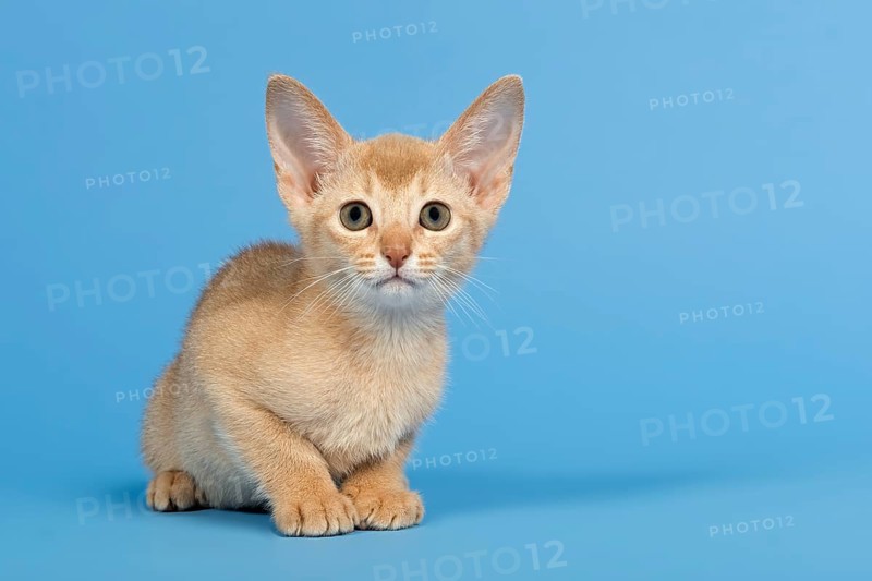 Abyssinian kitten