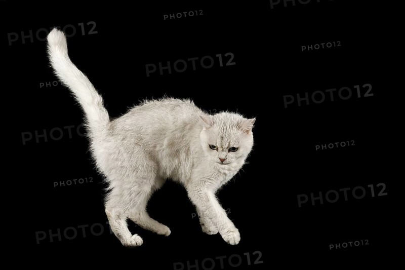 Selkirk Rex cat