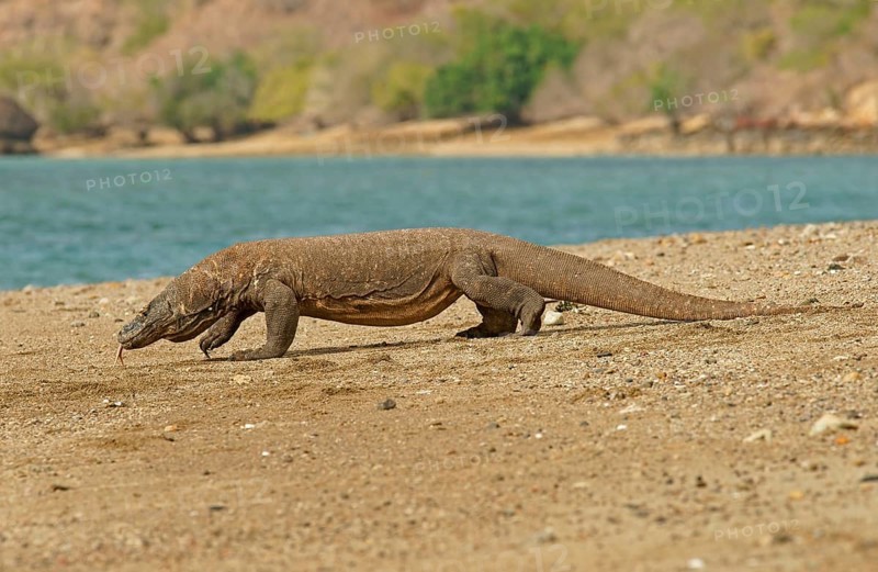 Komodo Dragon (Varanus komodoensis)