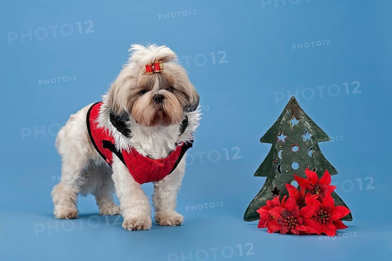 Shih-Tzu dog (Canis lupus familiaris)