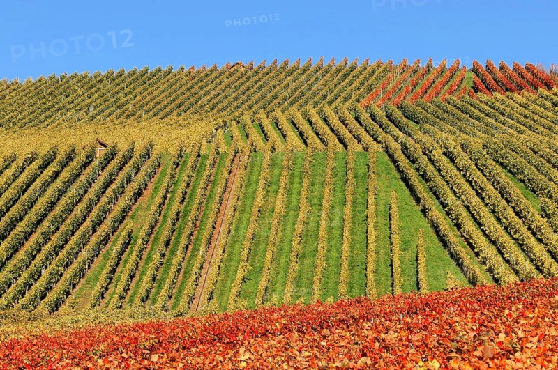 Vineyard in autumn