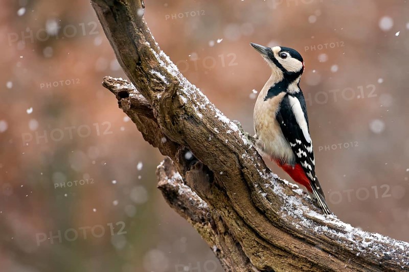 Great Spotted Woodpecker (Dendrocopos major)