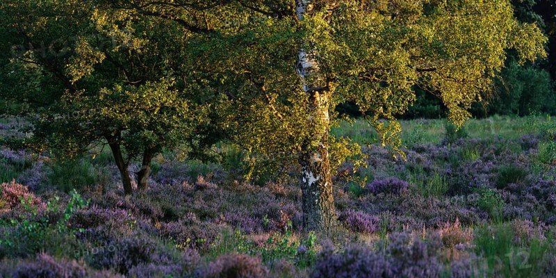 Birch with flowering heather in the evening light