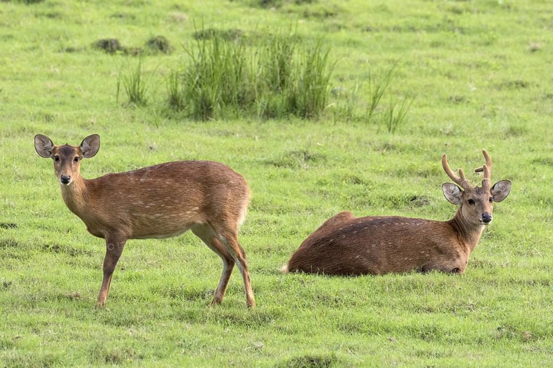 Hog deer (Axis porcinus)