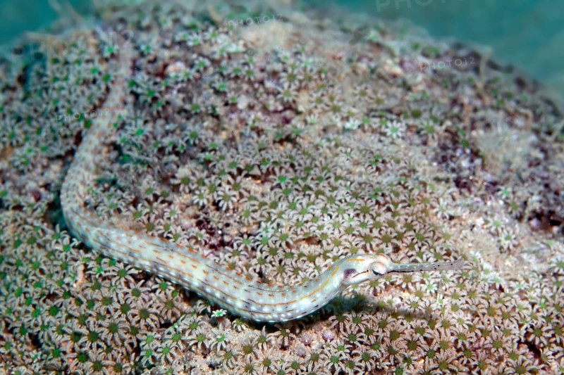 Black-breasted pipefish (Corythoichthys nigripectus)