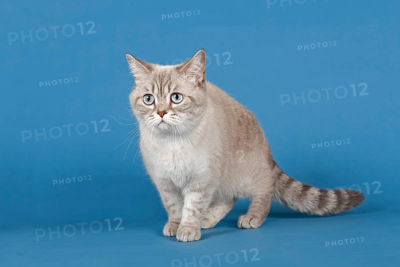 Selkirk Rex cat