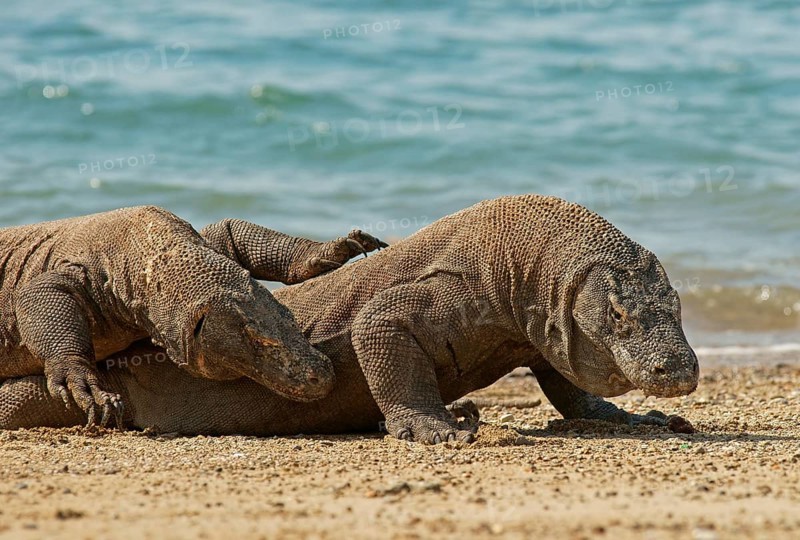 Komodo Dragons (Varanus komodoensis)
