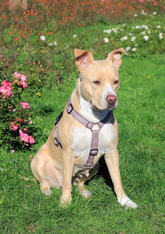 American Pit Bull Terrier