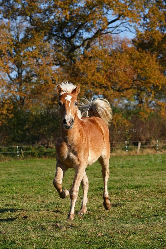 Haflinger horse