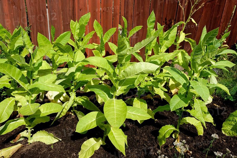 Tobacco plants