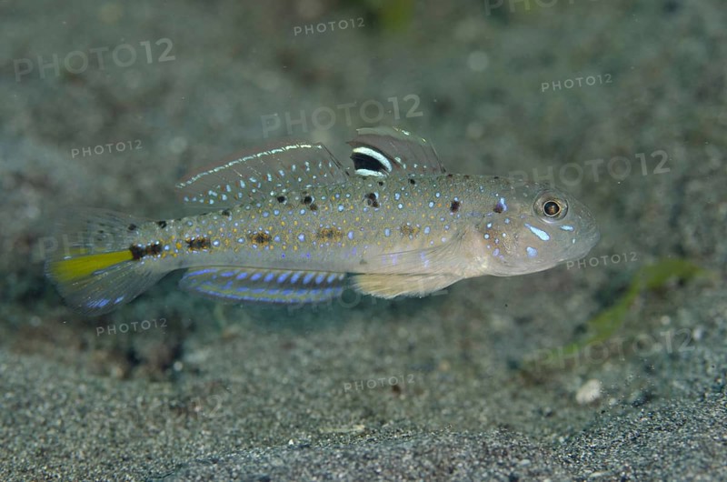 Spinecheek Goby (Oplopomus oplopomus)