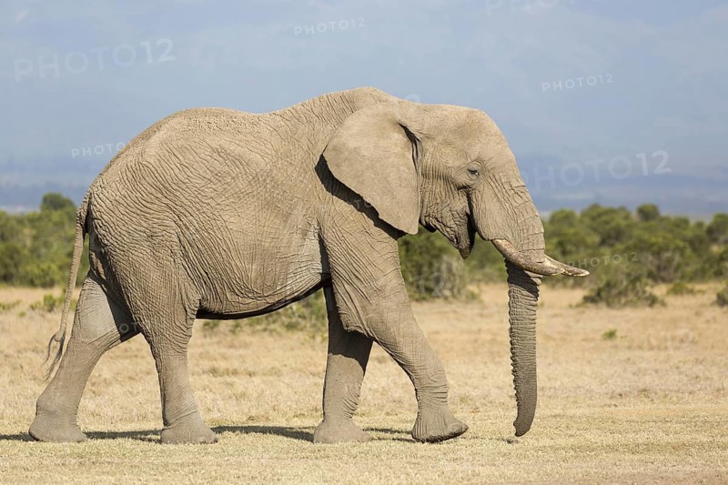 African Elephant (Loxodonta africana) adult