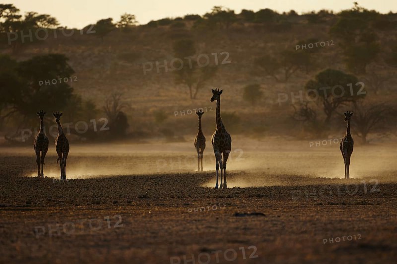 Cape Giraffes (Giraffa camelopardalis giraffa) herd