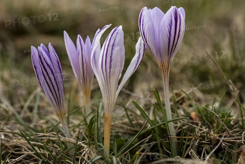 Flowers of the endemic Corsican Crocus (Crocus corsicus)