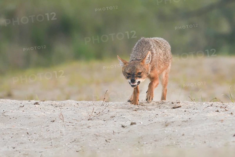 Golden jackal (Canis aureus) stalking with bare teeth