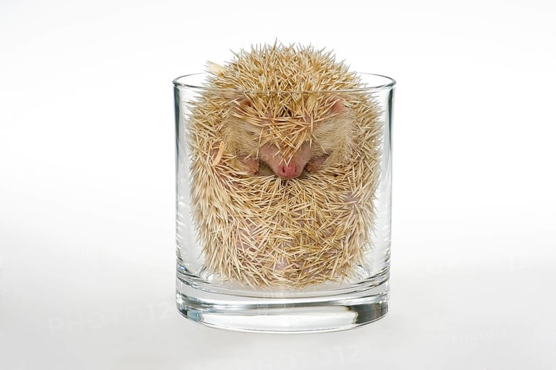 Albino African white-bellied hedgehog rolled up in a glass