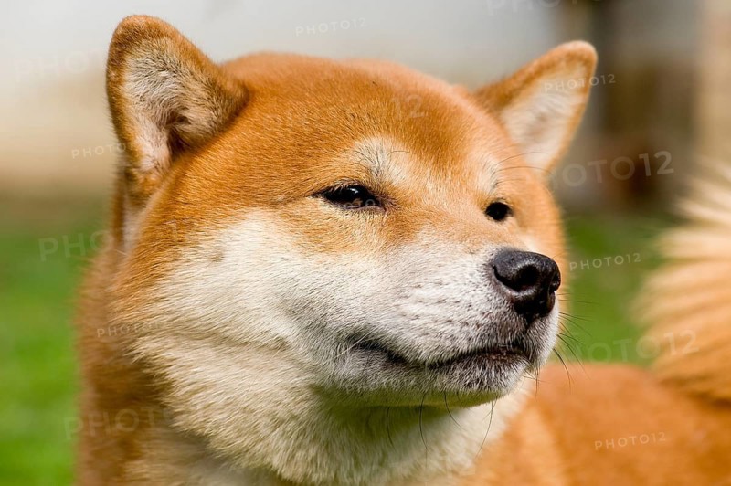 Shiba Inu